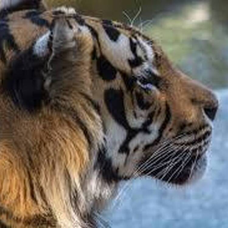 Foto de perfil de Adrian