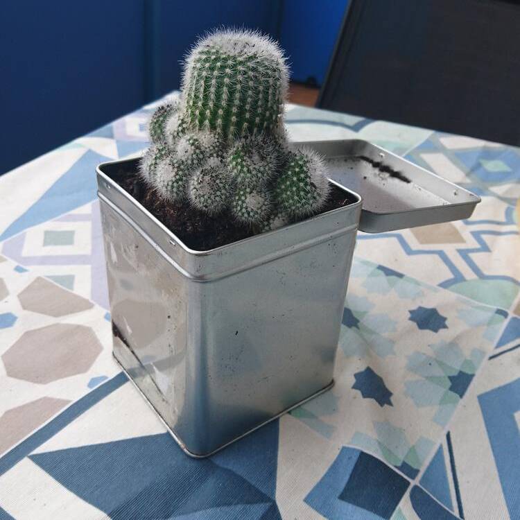 Cactus