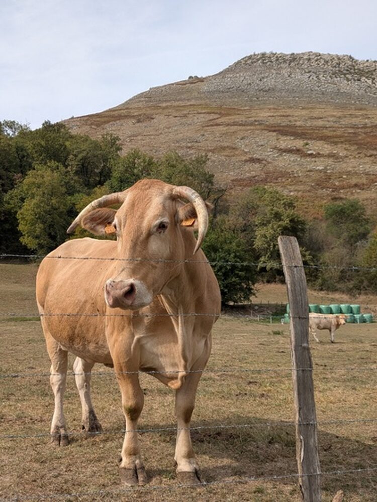 Foto de perfil de Eneko