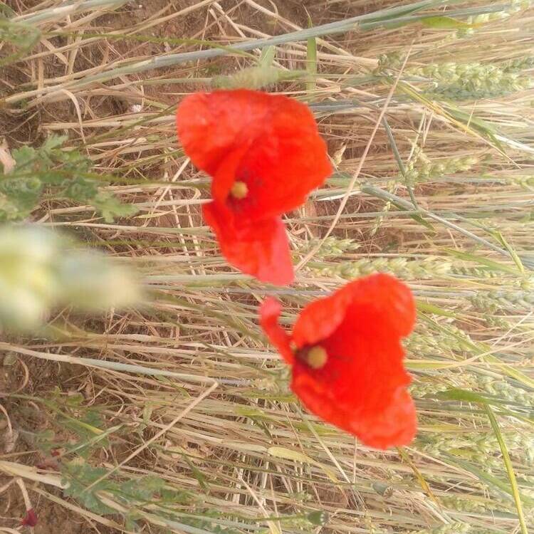 Foto de perfil de Ana