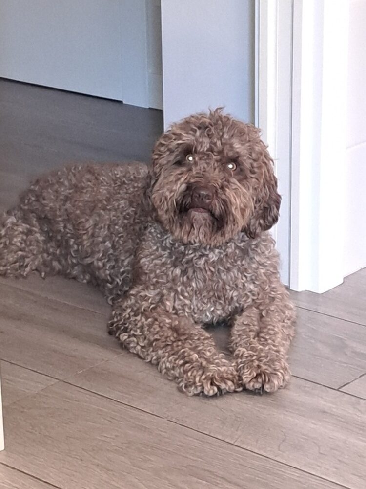 Foto de perfil de Jokin