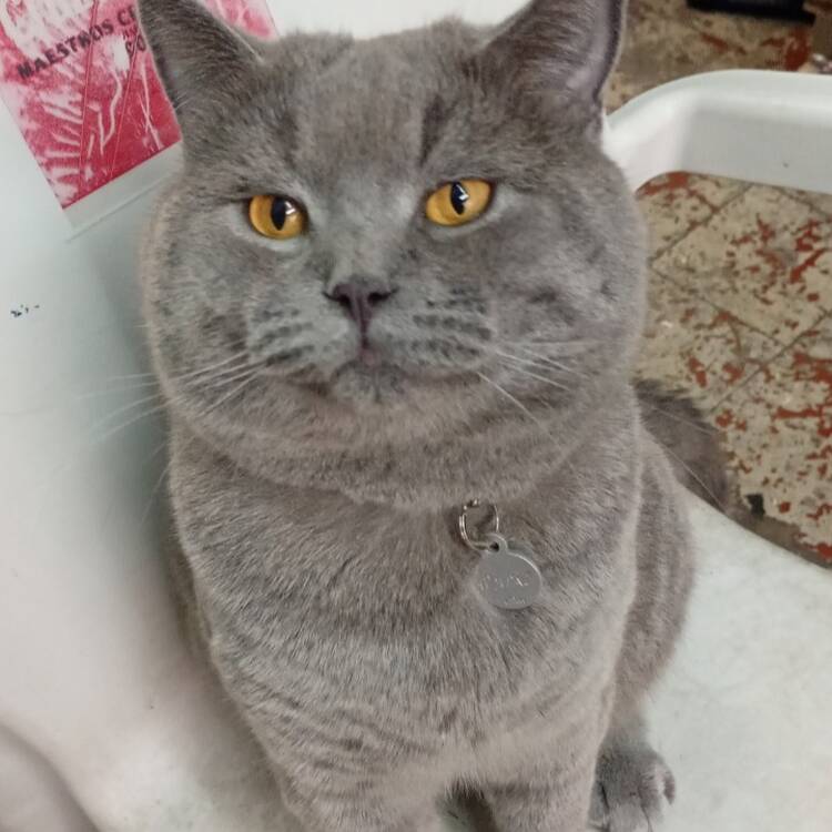 Foto de perfil de Adil