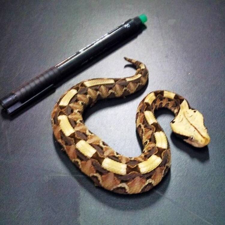 Foto de perfil de Zeta